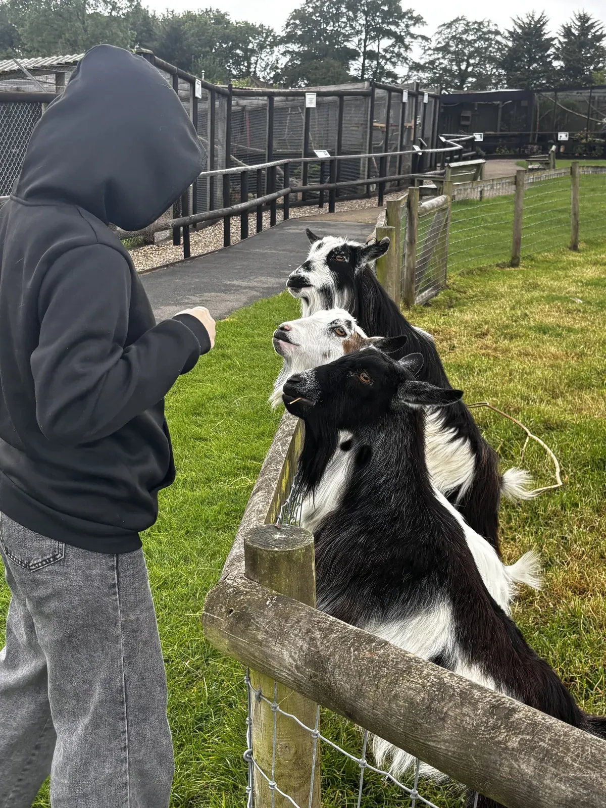 Feeding goats